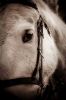 IMG_6942Hunt.jpg